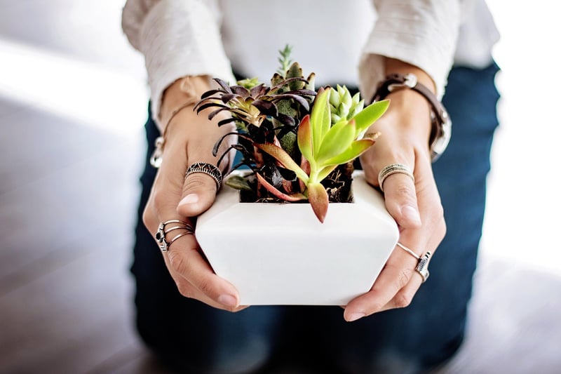Succulent Planters from Tin Cans